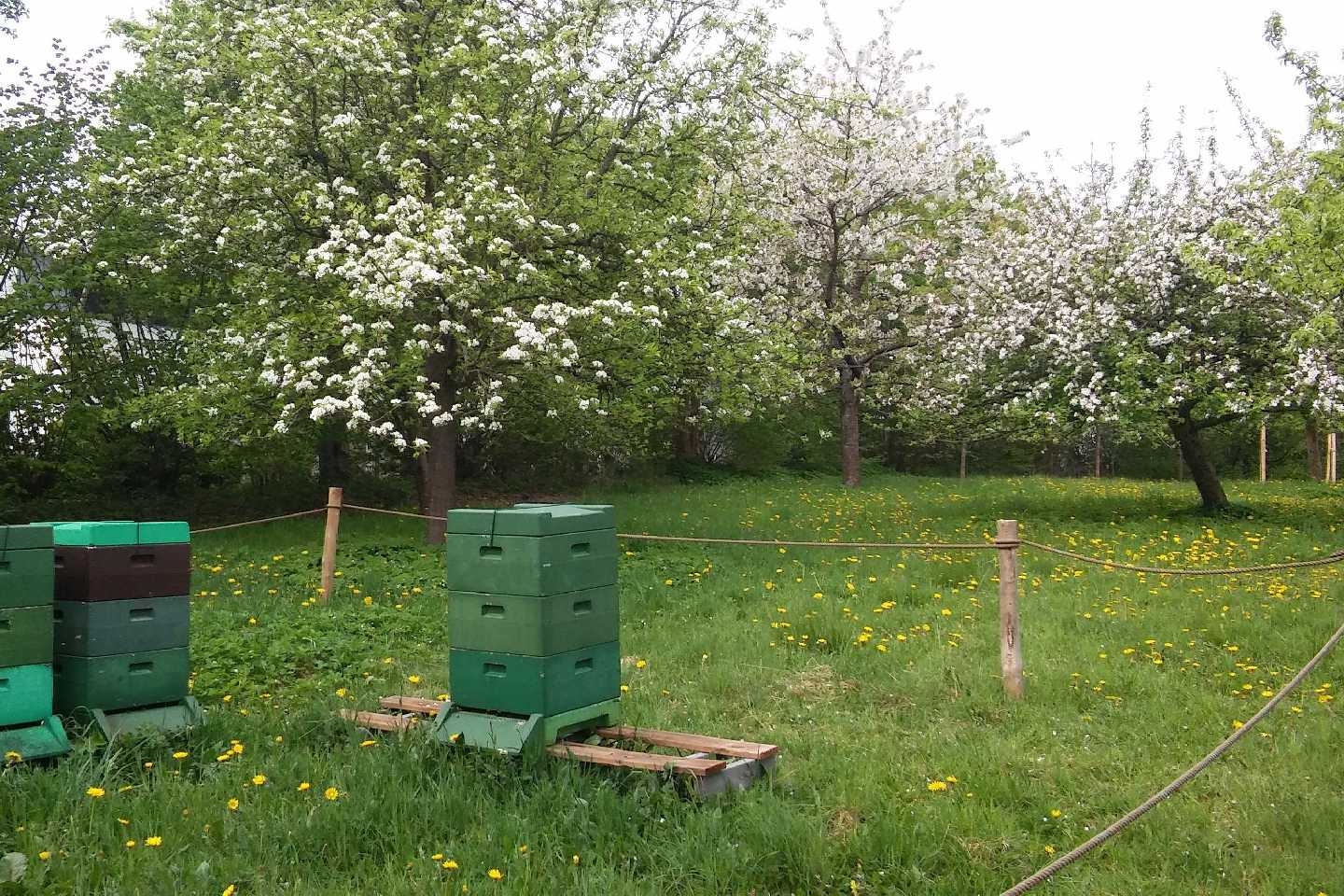 Waldwuchs Flensburg: Gemeinsam für Nachhaltigkeit und Natur!