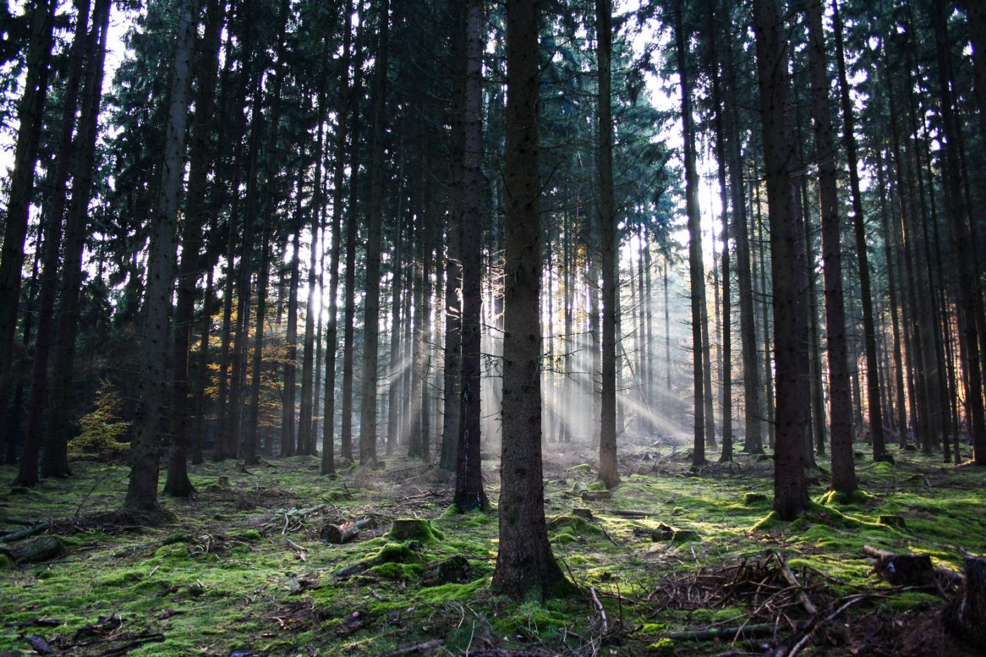 Leben und Arbeiten mitten im norddeutschen Wald
